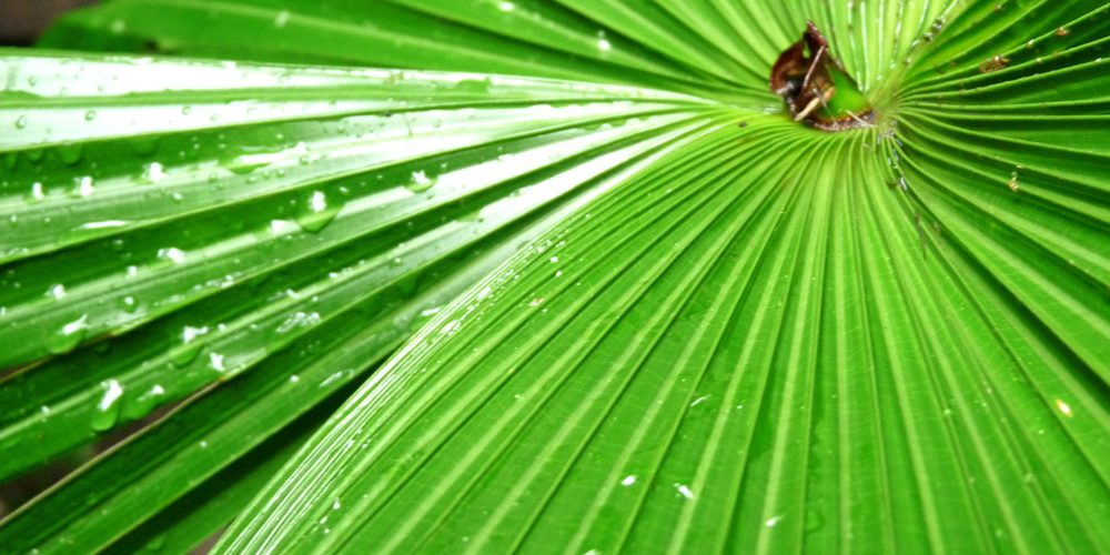 綠化一點「靈」