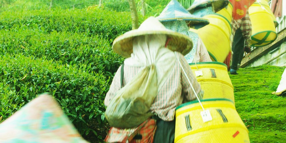 探索臺灣五大名茶　神遊茶山五行四脈