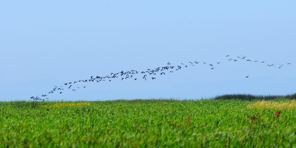 用照片敘說「野鳥故事」　張伯權與他的野鳥朋友