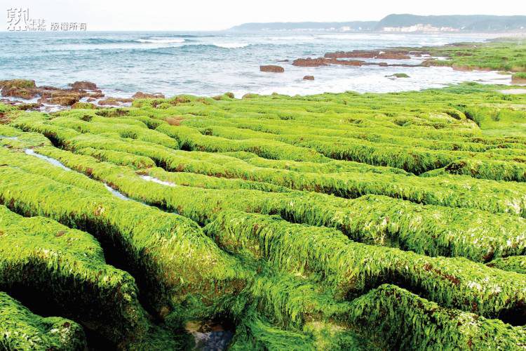 北海岸季節限定 老梅石槽賞石蓴綠地毯