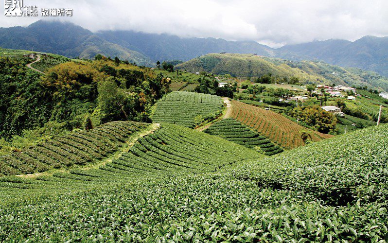 入寶山體驗茶鄉風情　梅山好山好水好好玩